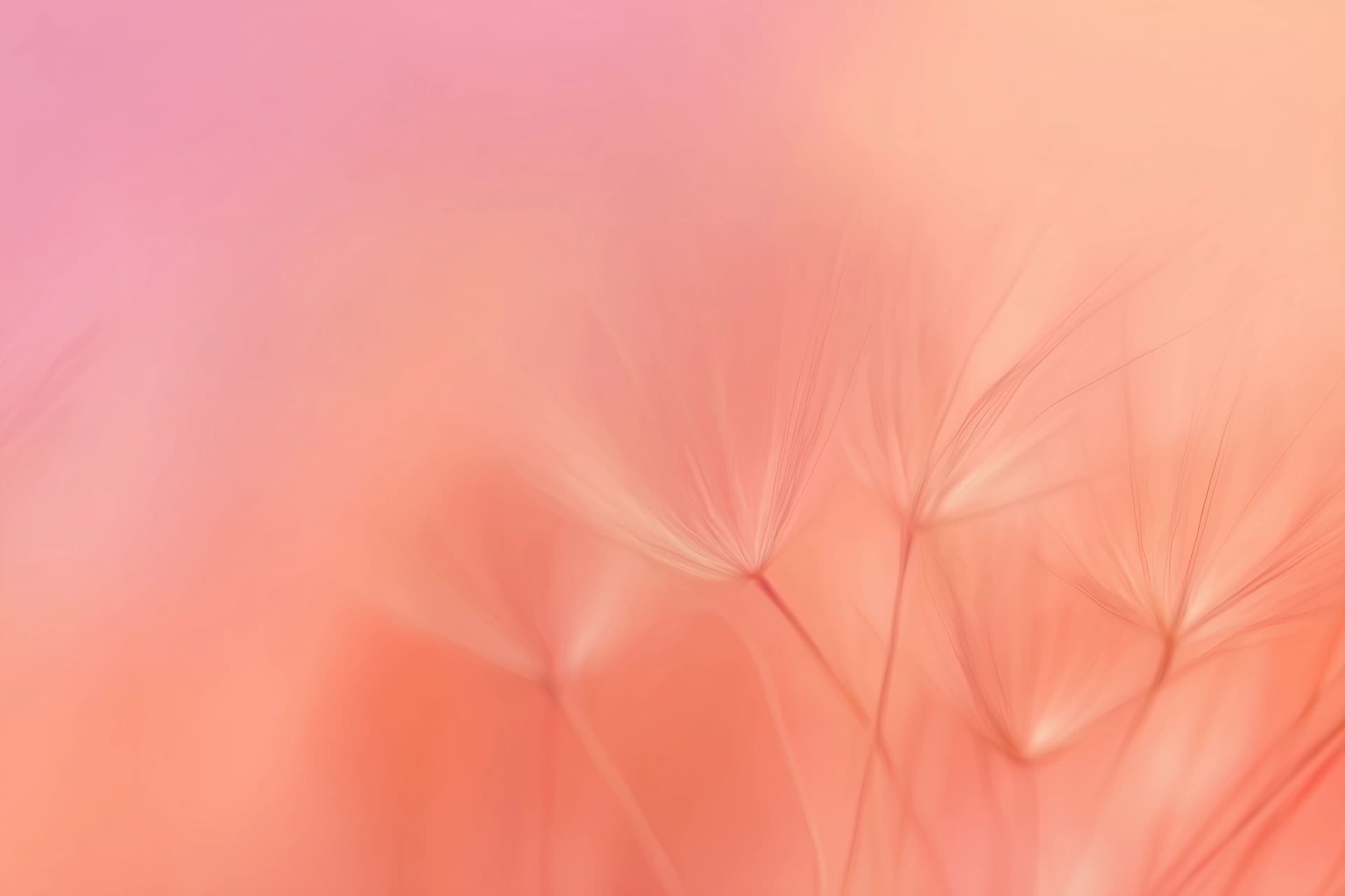 Dandelion seeds in soft coral and pink light